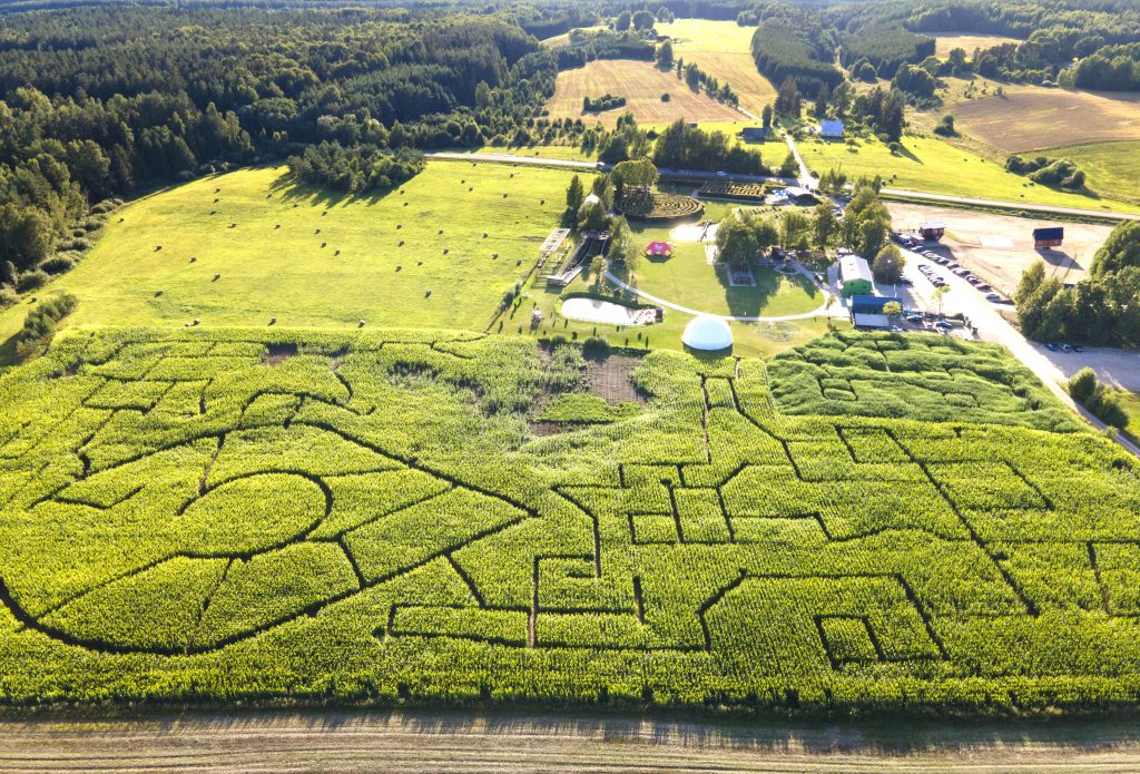 Lietuvos rekordas: didžiausias kukurūzų labirintas